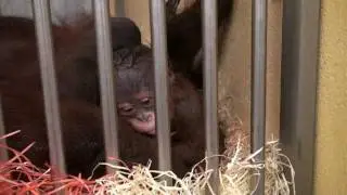 Mládě orangutana bornejského a první minuty života (Orangutan Baby - The First Minutes)