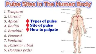 Pulse sites in the human body | For Medical and Nursing students