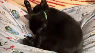 Toe Beans!!!