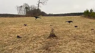 Northern Flight Vortex Motion System