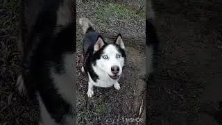Лапку дай. Финансовая помощь бездомным собачкам: 2202 2056 2556 3355- Александр К.