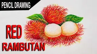 HOW TO DRAW FRESH RAMBUTAN - REALISTIC DRAWING PENCIL