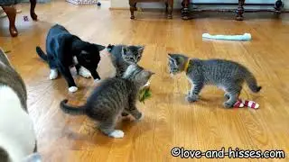 Checking out the flying butterfly toy