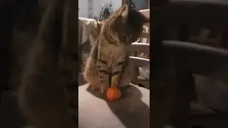 Semplicemente una gatta che gioca con un mandarino