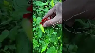 Mini Harvesting Scissors: Makes Picking Fruits and Vegetables Easier #satisfying #shorts