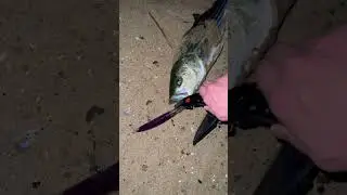 Striped Bass Surf Fishing Using SP Minnow Lure