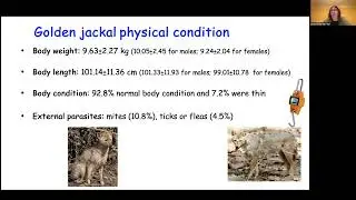 Golden Jackals (Canis aureus) as Sentinels, Vectors and Amplifiers of Zoonotic Diseases