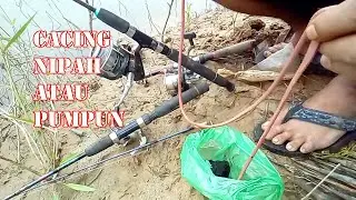 awalnya cuma coba gunakan umpan cacing nipah atau pumpun
