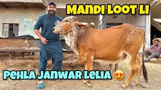 Mandi loot li 😍 pehla janwar kitne ka lia hum ne ? 🐂 Cow mandi vlogs
