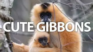 Adorable Gibbons | Playful Pranksters of the Jungle #nature #wildlife #animal #travel