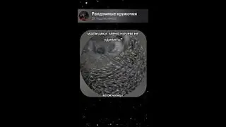 Ёжик #fyp #foryoupage #memes #meme #рандомныекружочки #кружки #кружочки #приколы #юмор #ржака #мемы