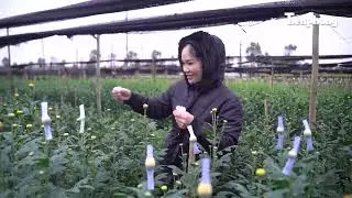 Hanoi farmers huddle in their gardens tending to Tet flowers in the freezing 10&deg;C weather from dawn.