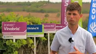 Mihov Dmitri, Terra Vitis despre eficacitatea si siguranta produselor Corteva aplicate vitei de vie