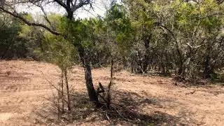 Cat D5N tree clearing with spear
