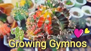 Growing Gymnocalycium | My Gymno collection