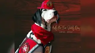 Molly the fire safety dog dies at age 10 in Clarksville