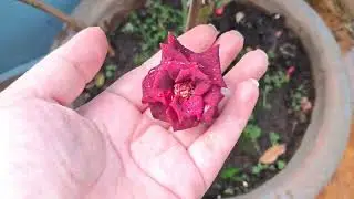 A#2837 New flowers tree take care my house stage with my fm GM