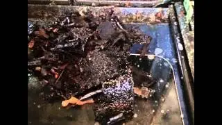 Oven Cleaning Service