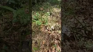 Catching a huge broad headed skink! #shorts #lizard #animals