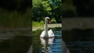 Majestic and Graceful, A Swan on a pond... 🦢 #swan #graceful #pond #lake #majestic #beautiful