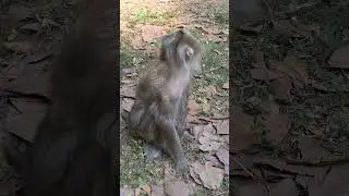 Angkor Monkey Family, #1144. #shorts