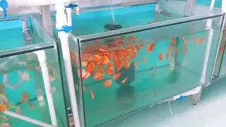 Feeding with ROYAL MENU GRANULE at 100 000 L discus farm - DISCUS-SINER