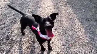Ember Play Yard