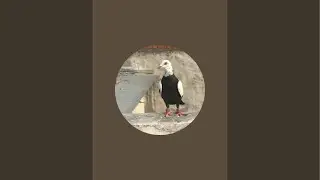 🔥🔥Pitey Pigeon King  is live