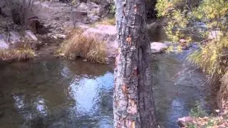 Haigler Creek, Tonto NF