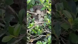 Duck nest!