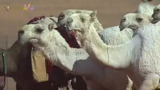 🎥 | عروض فئة سيف الملك للون الوضح 🐪  ضمن منافسات #مهرجان_الملك_عبدالعزيز_للإبل7     #همة_طويق