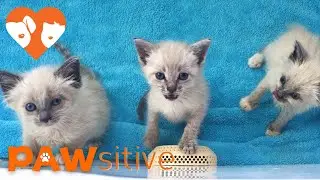 The loudest and cutest Siamese kittens ever | PAWsitive 🧡