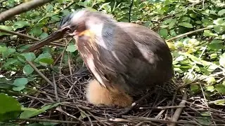 Black bittern Birds  Protect the baby in the nest (EP02) Beautiful Black bittern Birds