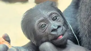 First Baby Gorilla Born in Italy in 50 Years! 🎀 Meet Tamani & Her Little One 💖