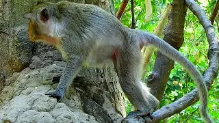 Unexpected Jane monkey struggle pushing giving birth new baby monkey.