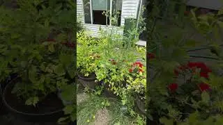 Blueberries and cherry tomatoes glow up #gardening #homegrown #backyardgardening