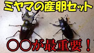 【産卵セット組み方】ミヤマクワガタは〇〇が絶対条件！