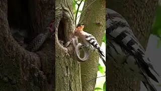 Big hoopoe bird catches and holding a snake in forest #newshort #wildlife#hoopoebird#snakfight