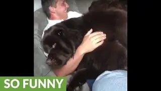 Giant Newfoundland demands scratches from owner