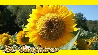 Ah! Sunflower - William Blake| |  Poetry  | |  Read by Bunny Lo