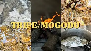 TRIPE/MOGODU