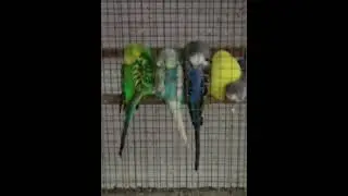 Group Sleeping Of My Lovebirds 🦜🦜🦜#shorts