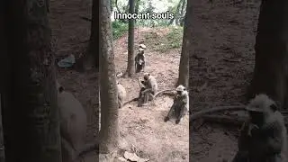 #innocent #innocentsouls #monkey #nature #trending #viral