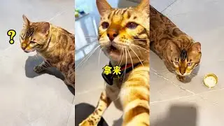 八條可真是個小人精，幹點活就想要吃的，吃完了就想出去玩~一點不能虧欠自己#貓咪小院 #貓咪日常 #八條