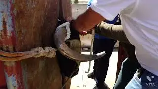 Benaocaz suelta de los toros de San Blas 2022.