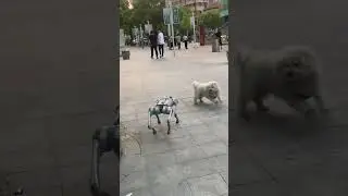 When the robot dog meets the puppies #robotdog