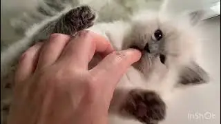 Tender cuddles #loveforcats #catsinlove #catkitten #animalstruelove