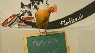 Kurzfilm: Ein neuer Auftrag f&uuml;r Filmtier.ch