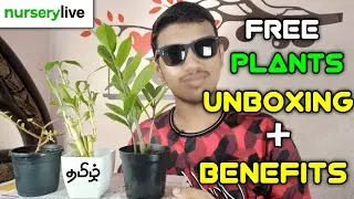 Free indoor Plants 🌱 Unboxing | NurseryLive Free Plants Tamil | Tech Galata 🔥