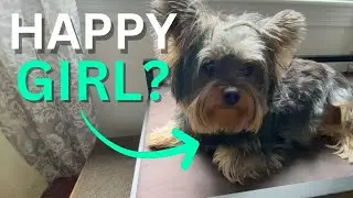 Dog Window Perch Review: Is this the best window perch for dogs?